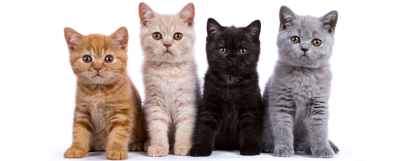 What are Pedigree Cats? | Purina